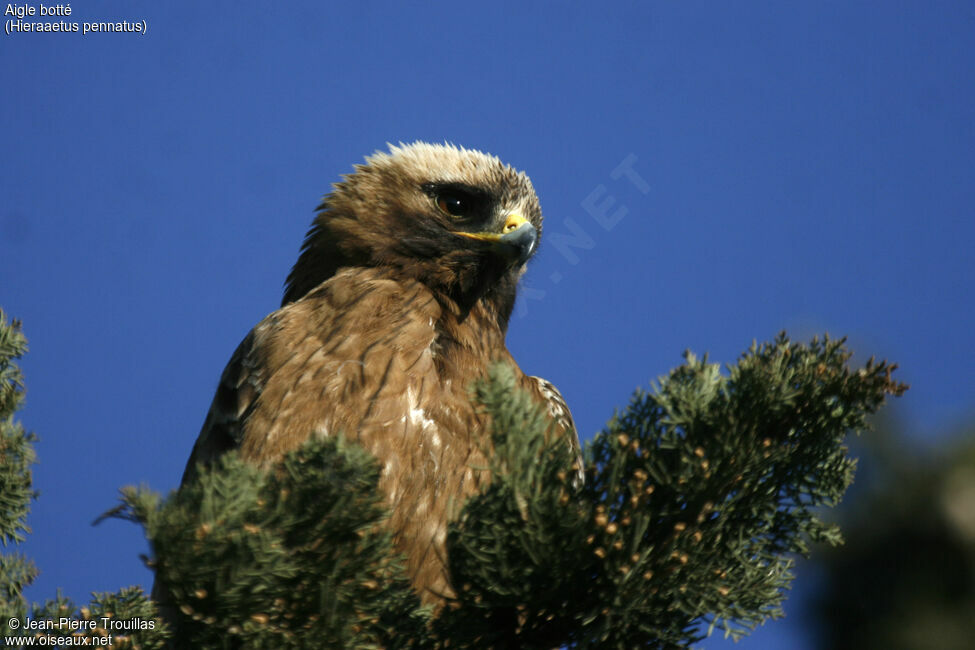 Booted Eagle