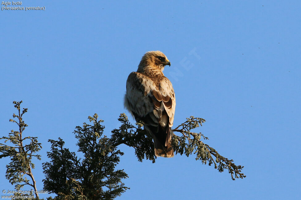 Booted Eagle