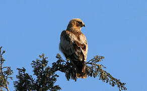 Booted Eagle