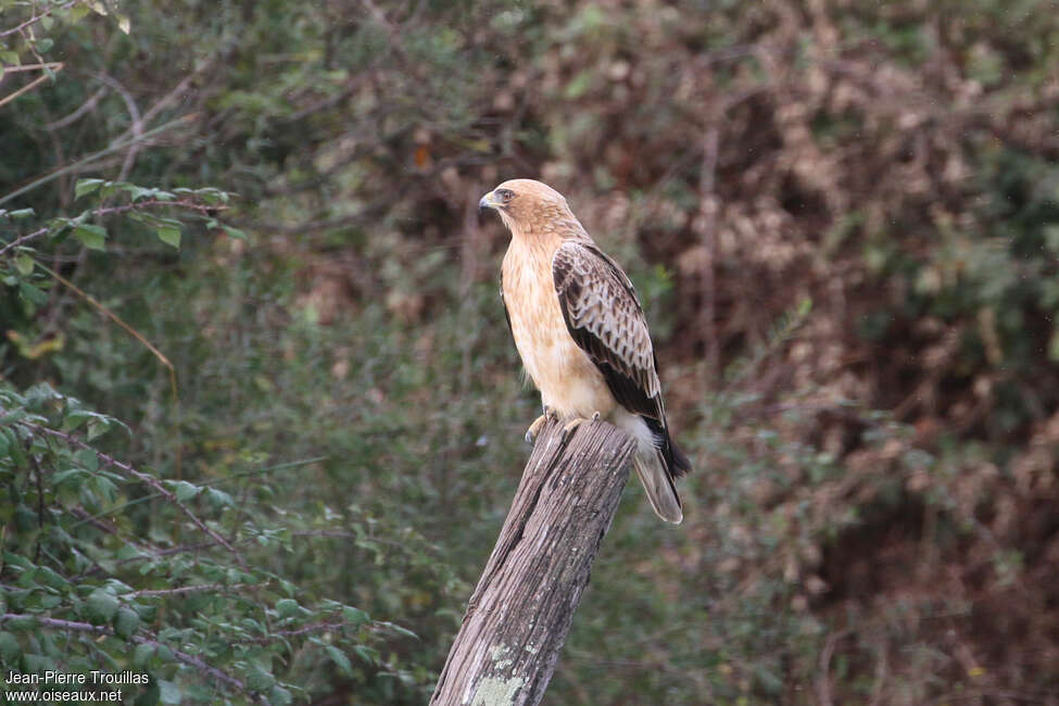 Aigle botté1ère année, identification