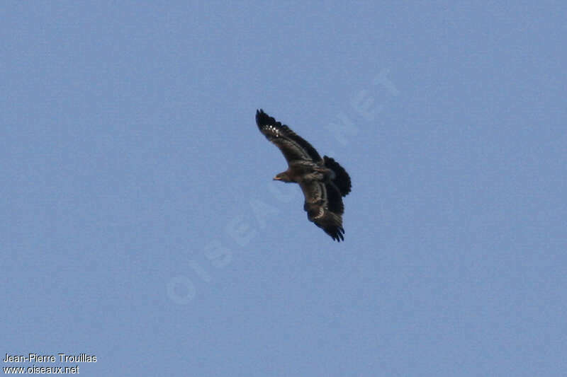 Greater Spotted EagleFirst year, Flight