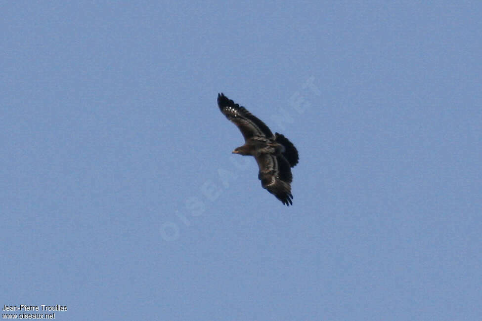 Aigle criard1ère année, Vol