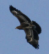 Greater Spotted Eagle