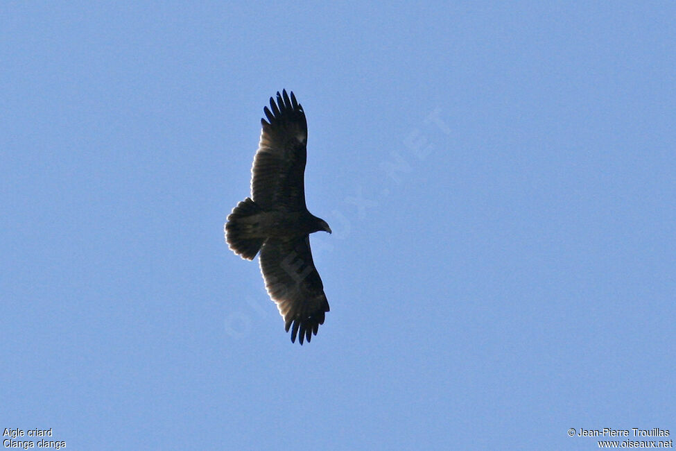 Greater Spotted EagleFirst year, identification