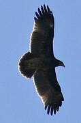 Greater Spotted Eagle