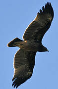 Greater Spotted Eagle