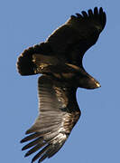 Greater Spotted Eagle