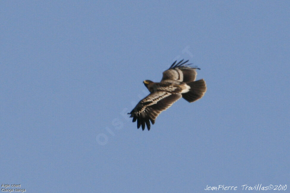 Aigle criard1ère année