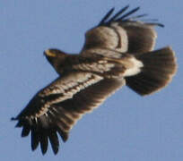 Aigle criard