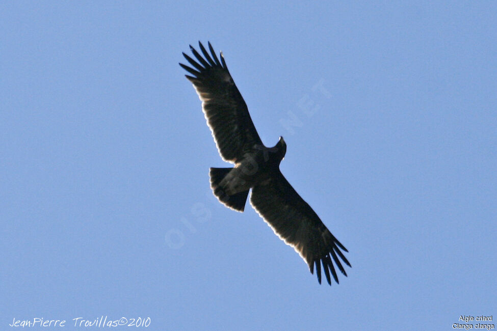 Greater Spotted EagleFirst year