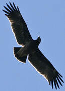 Greater Spotted Eagle