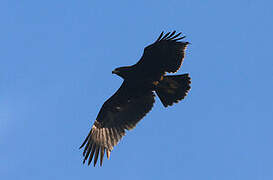 Greater Spotted Eagle