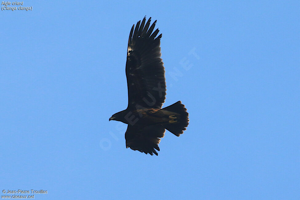 Aigle criard2ème année, Vol