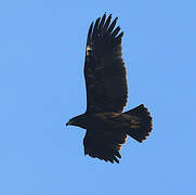 Greater Spotted Eagle