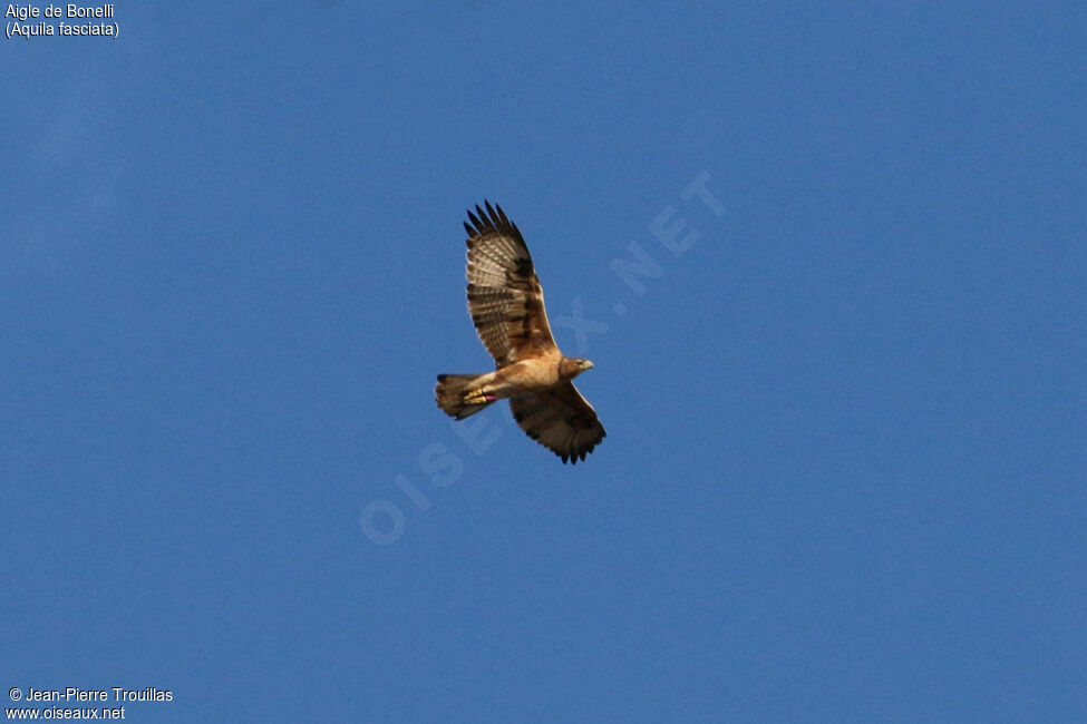 Aigle de Bonelli1ère année, Vol