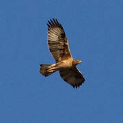 Bonelli's Eagle