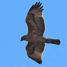 Aigle de Bonelli