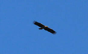 Eastern Imperial Eagle