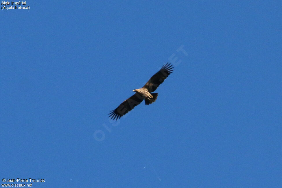 Eastern Imperial Eagle