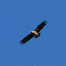 Aigle impérial