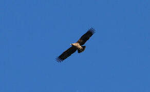 Eastern Imperial Eagle