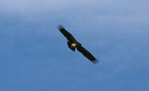 Eastern Imperial Eagle