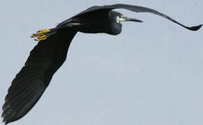 Western Reef Heron