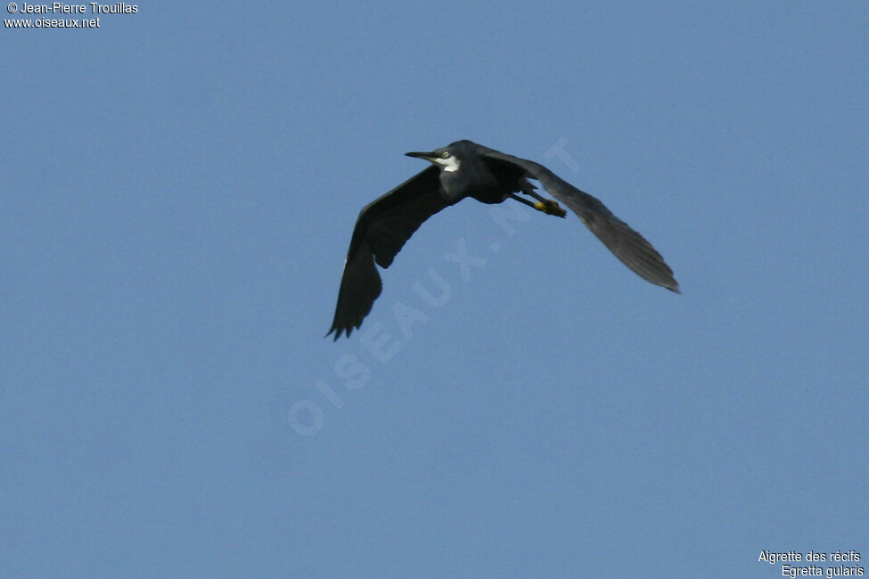 Western Reef Heron