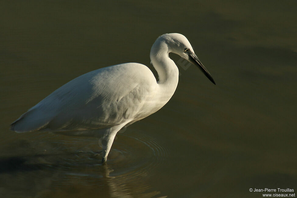 Aigrette garzette