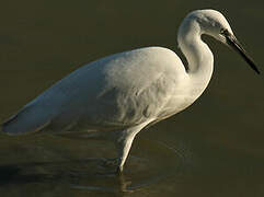 Aigrette garzette