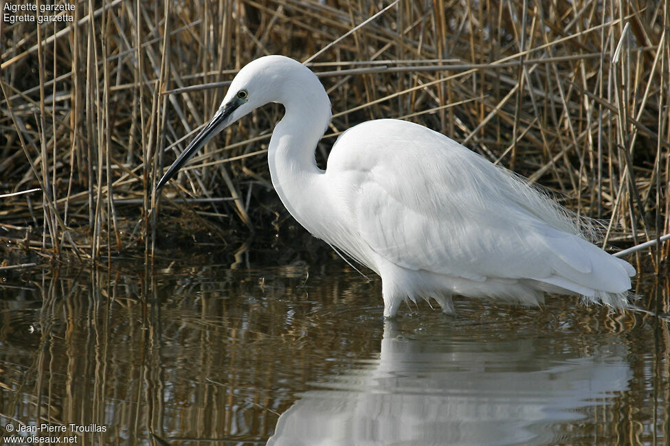 Little Egret