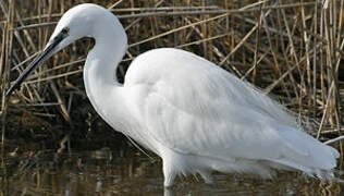 Aigrette garzette