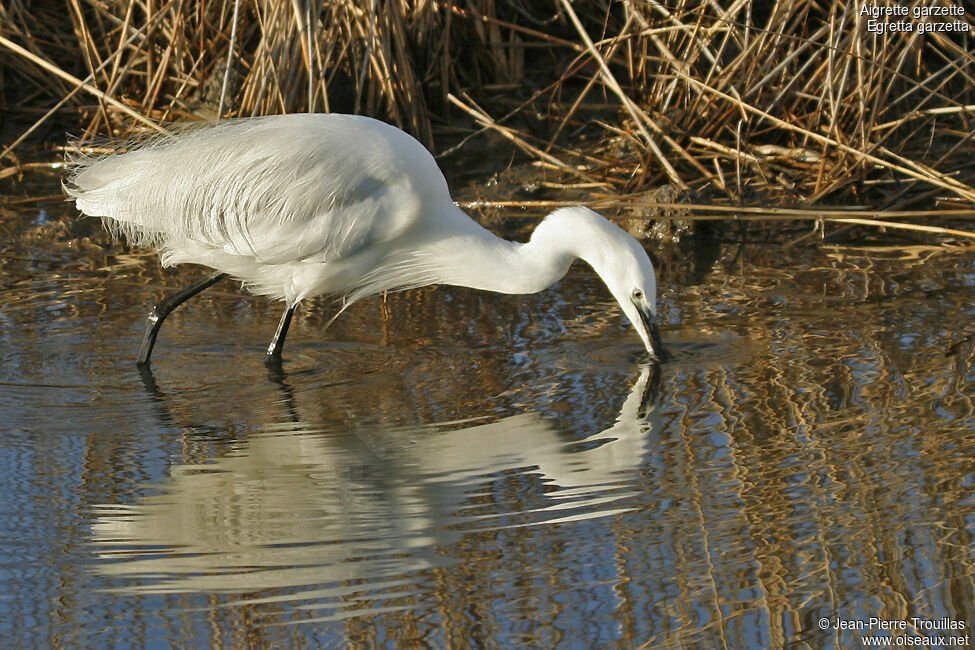 Little Egretadult