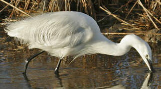 Aigrette garzette