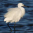 Aigrette garzette