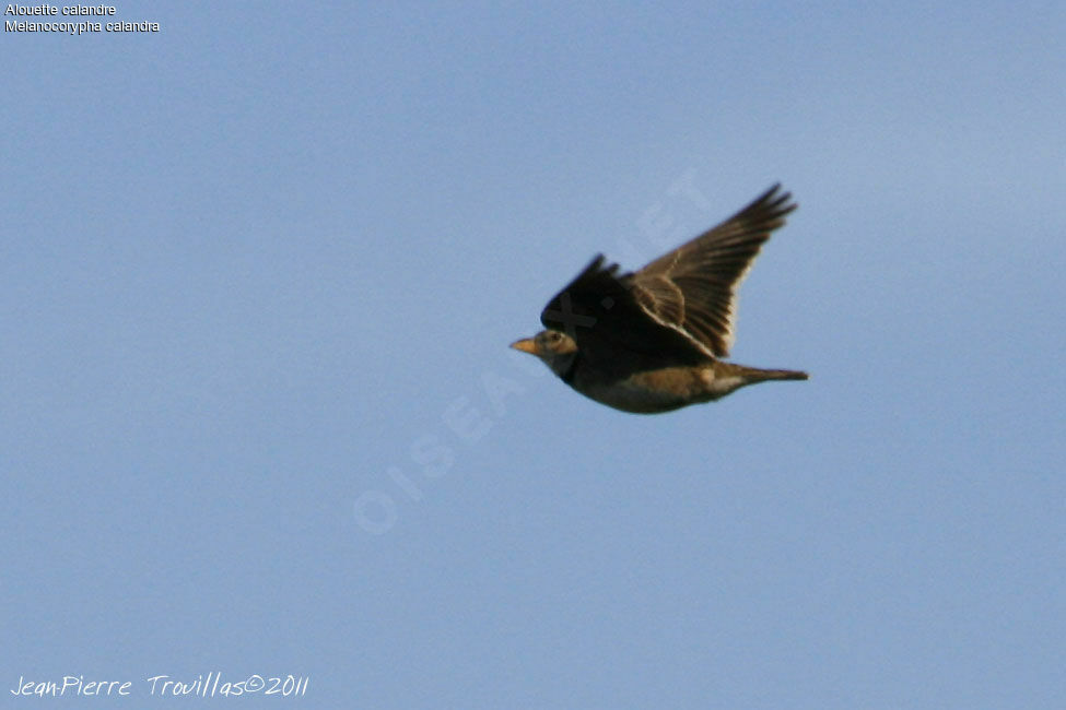 Calandra Lark