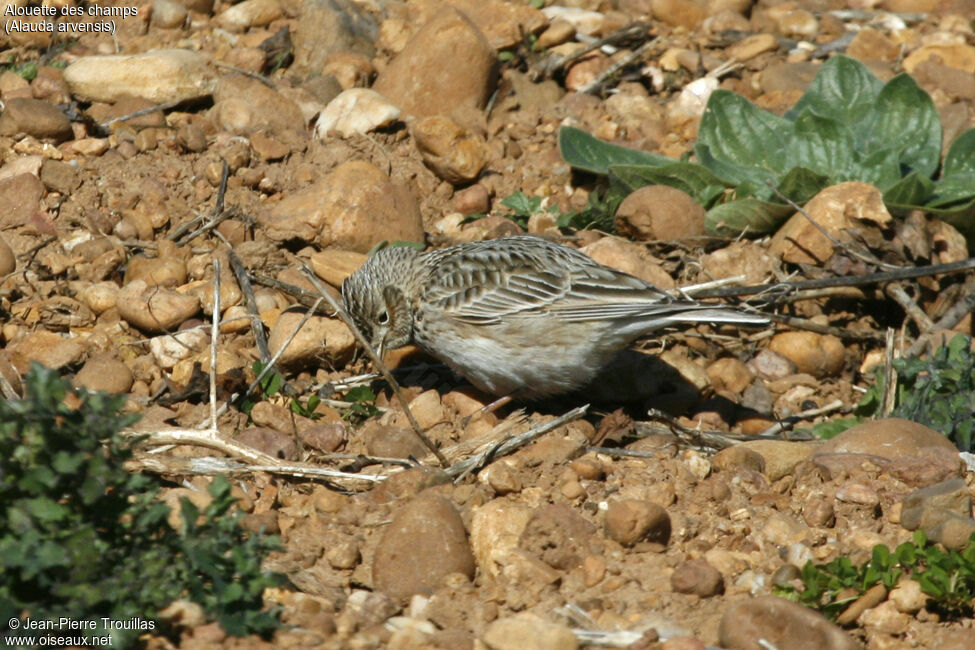 Eurasian Skylark