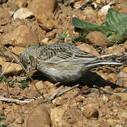 Eurasian Skylark