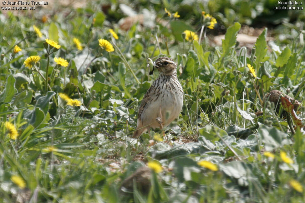 Woodlark