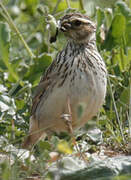 Woodlark