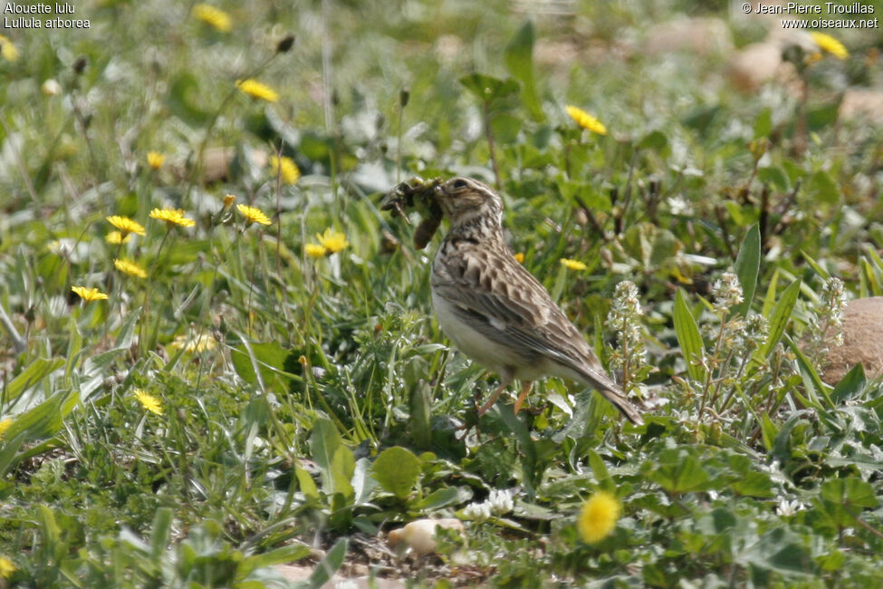 Woodlark