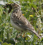 Woodlark