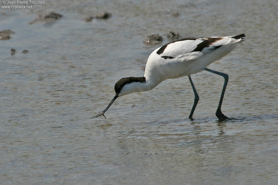 Avocette éléganteadulte