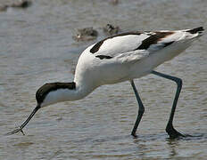 Avocette élégante