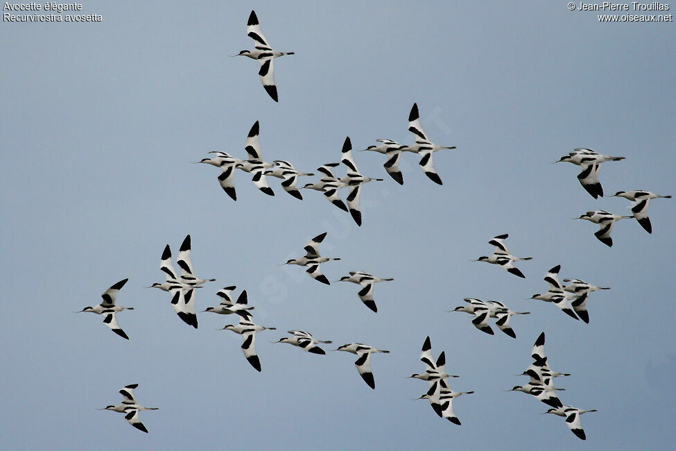 Pied Avocet