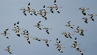 Avocette élégante