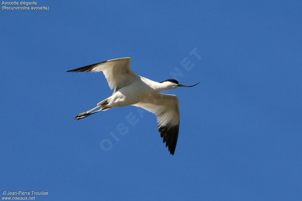 Avocette élégante