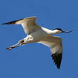 Avocette élégante