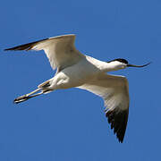 Avocette élégante