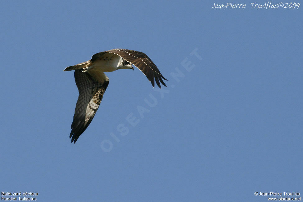 Western Osprey